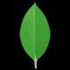 MongoDB logo